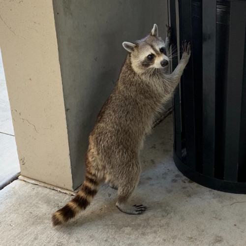 Rocket the raccoon